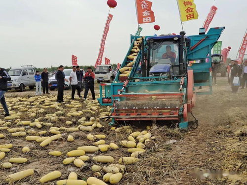 聚焦绿色农业 第四届中国农机那达慕暨残膜机械回收现场会在临河开幕
